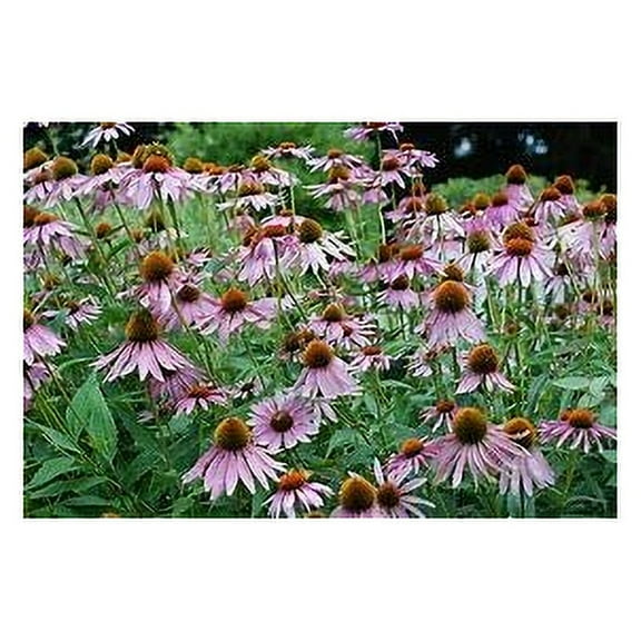 Purple Coneflower Echinacea Nice Garden Flower Herb by Seed Kingdom Bulk 1 Lb Seeds