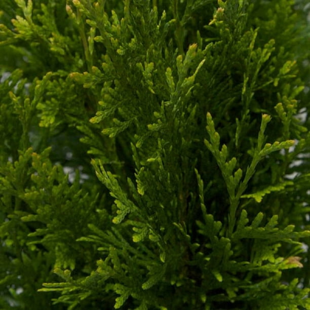 Green Giant Arborvitae Fast Growing Evergreen Thuja Tree 7 Gal
