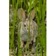 thumbnail image 2 of Illg, Cathy and Gordon 23x32 Black Ornate Wood Framed with Double Matting Museum Art Print Titled - AZ, Sonoran Desert Desert cottontail rabbit, 2 of 4