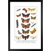 Tiger Moth Other Butterflies 19th Century Vintage Illustration Insect Wall Art of Moths and Butterflies Butterfly Illustrations Insect Poster Moth Print Matted Framed Art Wall Decor 20x26