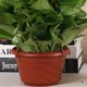 thumbnail image 4 of CRILSTYLEO 10Ud Macetas Para Plantas Colgantes De Plástico Prácticas Y Duraderas En Casa, 4 of 6
