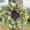 White, variant on Spring Door Wreath, Lifelike Flower Crown with Tulips and Leaves for Home Decoration, for Weddings, Birthdays, and Outdoor Porch Decor