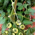 thumbnail image 2 of Gancho para tomate de 200 Uds., ganchos de plástico para racimo de uvas, pinza para tomate y fresa, herramientas para evitar caídas de frutas JAMW Sencillez, 2 of 5
