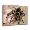 thumbnail image 2 of Mexican Red Knee Tarantula Spider Canvas Poster Bedroom Decor Sports Landscape Office Room Decor Gift,Frame-style,08x12inch(20x30cm), 2 of 8