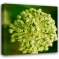 thumbnail image 1 of Bob Stefko 36x36 Gallery Wrapped Canvas Wall Art Titled - Allium, 1 of 4