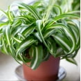 thumbnail image 4 of Spider Plant 'Bonnie', 4 of 9
