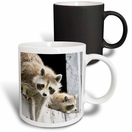 

Raccoons. Fuzzy creature. North America. 11oz Magic Transforming Mug mug-237103-3