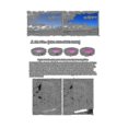 thumbnail image 4 of Para Go 3 Filter Kit Thumb Sports Camera Go2/3 Multifuncional Pra, 4 of 5