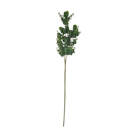 Eucalyptus Stem