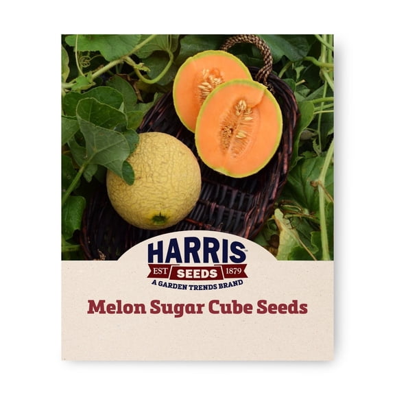 Harris Seeds Sugar Cube Melon, Non-GMO Personal Size Cantaloupe Variety, 25 Count