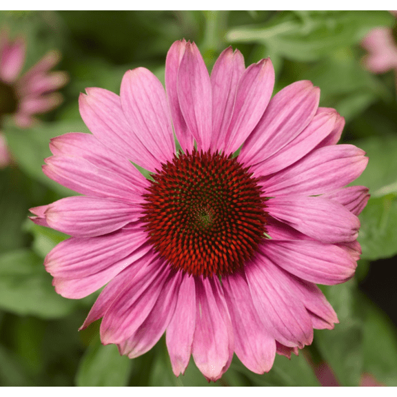 Prairie Splendor Coneflower - Quart Pot - Echinacea - Perennial