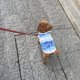 thumbnail image 2 of Chaleco para mascotas en verano, transpirable, ropa protectora contra el frío y el calor para mascotas, 2 of 5