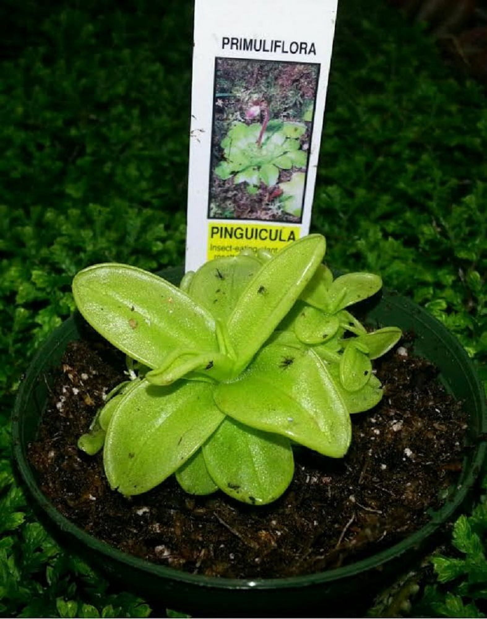 Carnivorous Butterwort Plant - Pinguicula primuliflora - 4" Pot