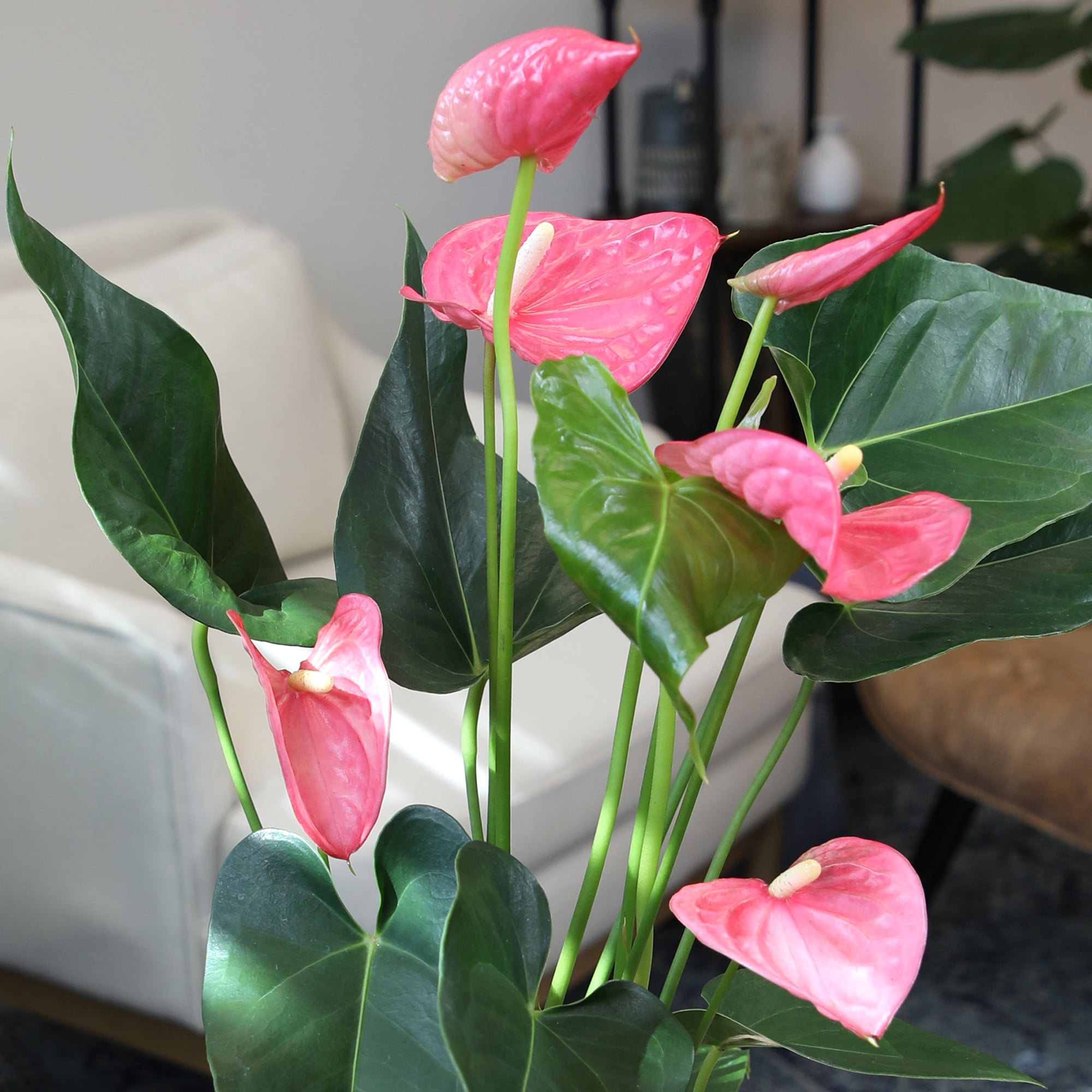 Altman Plants Pink Mix Anthurium Plant Gift, White Pot, 14-18" Tall Clean Air House Plant