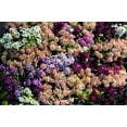 thumbnail image 3 of 50 Easter Bonnet PEACH ALYSSUM Lobularia Maritima Hummingbird Flower Seeds, 3 of 6