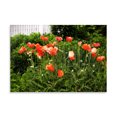 thumbnail image 2 of Gango Home Decor Poppies I by Alan Hausenflock (Printed on Paper); One 36x24in Fine Art Paper Giclee Print, 2 of 4