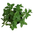 thumbnail image 3 of planta hierbabuena natural verde 25 x 18 cm, 3 of 5