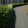 thumbnail image 5 of Ligustrum Recurvifolium Privet Live Shrub (7 Gallon), 5 of 9