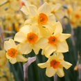 thumbnail image 3 of Martinette Daffodil Flower Bulbs - 5 Bulbs per Pack - Pleasantly Scented - Deer Resistant - Good as Cut Flowers - Grows Well In Containers - Perennializing - Grow Indoors or Outdoors –, 3 of 8