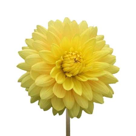 Dahlias 80 Stems of Yellow Farm Direct Fresh Cut Flowers by Bloomingmore Dahlias 80 Stems of Yellow Farm Direct Fresh Cut Flowers by Bloomingmore