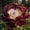 A, variant on Hardy Peony For Planting Upgrade Landscape Delicate Variegated Flowers,Low Maintenance Garden Decor Premium Stakes(Non-Artificial)