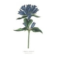 thumbnail image 2 of Wild Apple Portfolio 17x24 Gold Ornate Wood Framed with Double Matting Museum Art Print Titled - Campanula Bright, 2 of 4