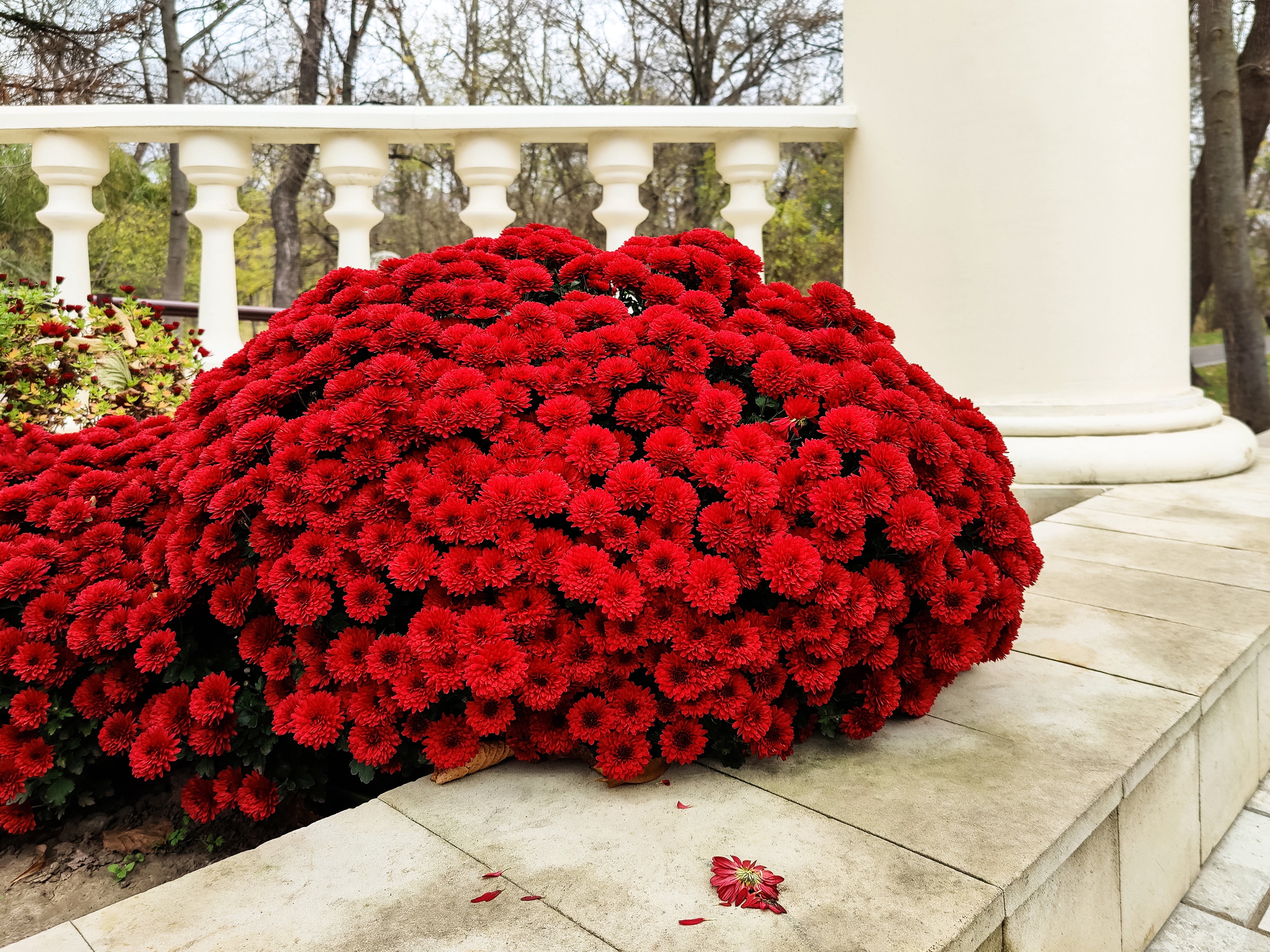 Expert Gardener 3QT Mum Red