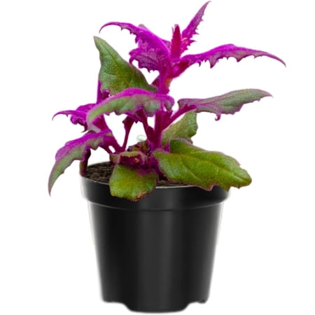 Pack 2 Gynura Aurantiaca Purple Passion Velvet Plants Live For Indoor Outdoor, 4-9 Inc Tall, Gynura Purple Passion Plant Live House Plant