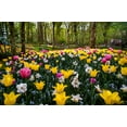 thumbnail image 2 of Jenny Rainbow Fine Art 18x13 Gold Ornate Wood Framed with Double Matting Museum Art Print Titled - Colorful Corner Keukenhof Tulips Garden 2, 2 of 4