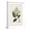 White Frame, variant on Art.com Antique Turpin Botanical V Art Print by 0 Turpin, 12" x 18"