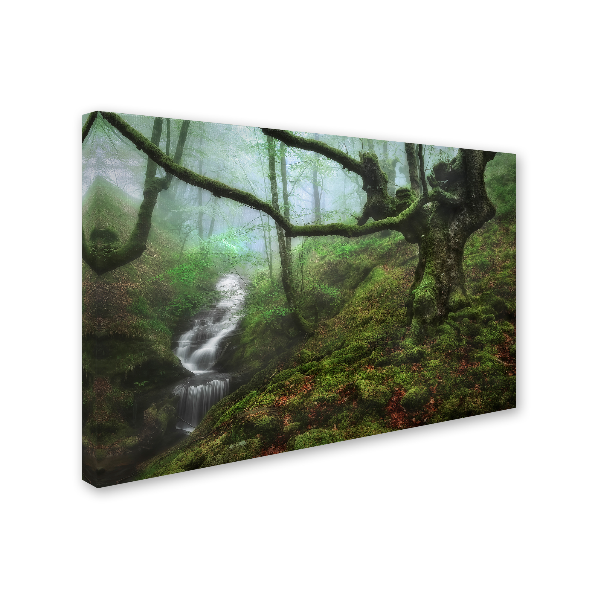 Trademark Fine Art 'The Enchanted Forest' Canvas Art by Fran Osuna