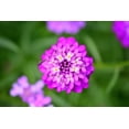 thumbnail image 2 of 1000 ROSE CARDINAL CANDYTUFT Iberis Umbellata Flower Seeds, 2 of 11