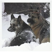 German Shepherds Best Friends Greeting Cards, Set Of 12 (Gc_51013_2)