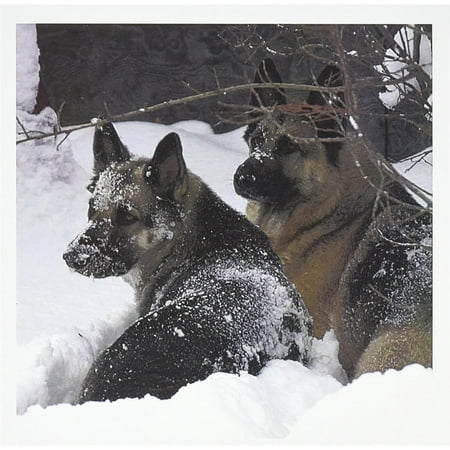 German Shepherds Best Friends Greeting Cards, Set Of 12 (Gc_51013_2)