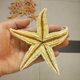 thumbnail image 4 of Farfi 2 unids de estrella de mar de estrella de mar secos naturales de la estrella de la playa de la playa de la boda de la playa decoración del hogar Farfi 21036667, 4 of 6
