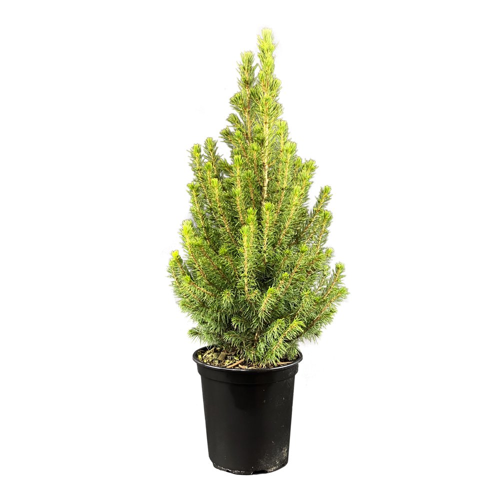 6" Alberta Evergreen Spruce Tree