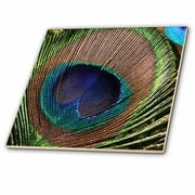 3dRose, Beautiful Peacock Feather- Birds, 8 Inch Ceramic Tile