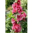 thumbnail image 3 of TomorrowSeeds - Summer Carnival Mix Hollyhock Seeds - 3600+ Count - For 2026 Planting USA Garden, 3 of 9