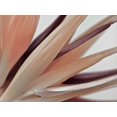 thumbnail image 2 of Frank, Assaf 32x25 Gold Ornate Wood Framed with Double Matting Museum Art Print Titled - Heliconia Harmony, 2 of 4