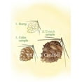 thumbnail image 1 of Lea'bilities Clear Stamp -  Pine cone, 1 of 1