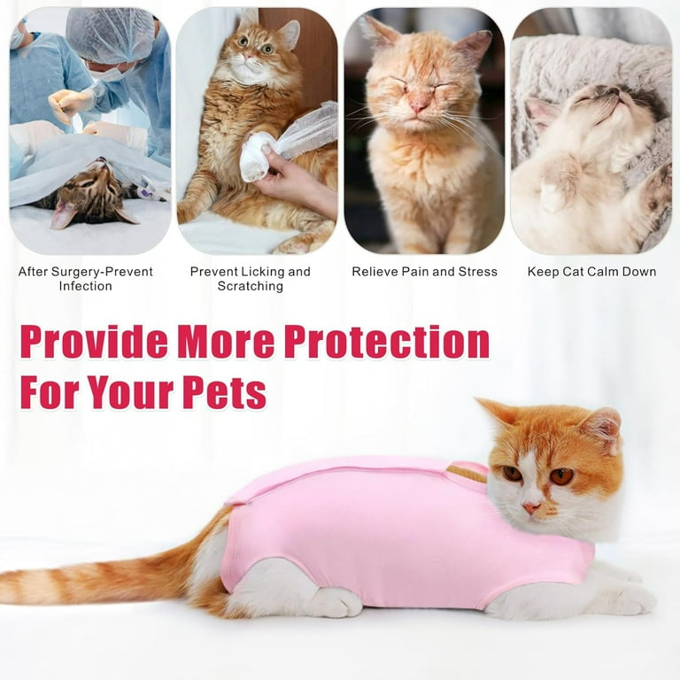 Kitten Male Cat Licking After Neuter After Surgery How Old Do You