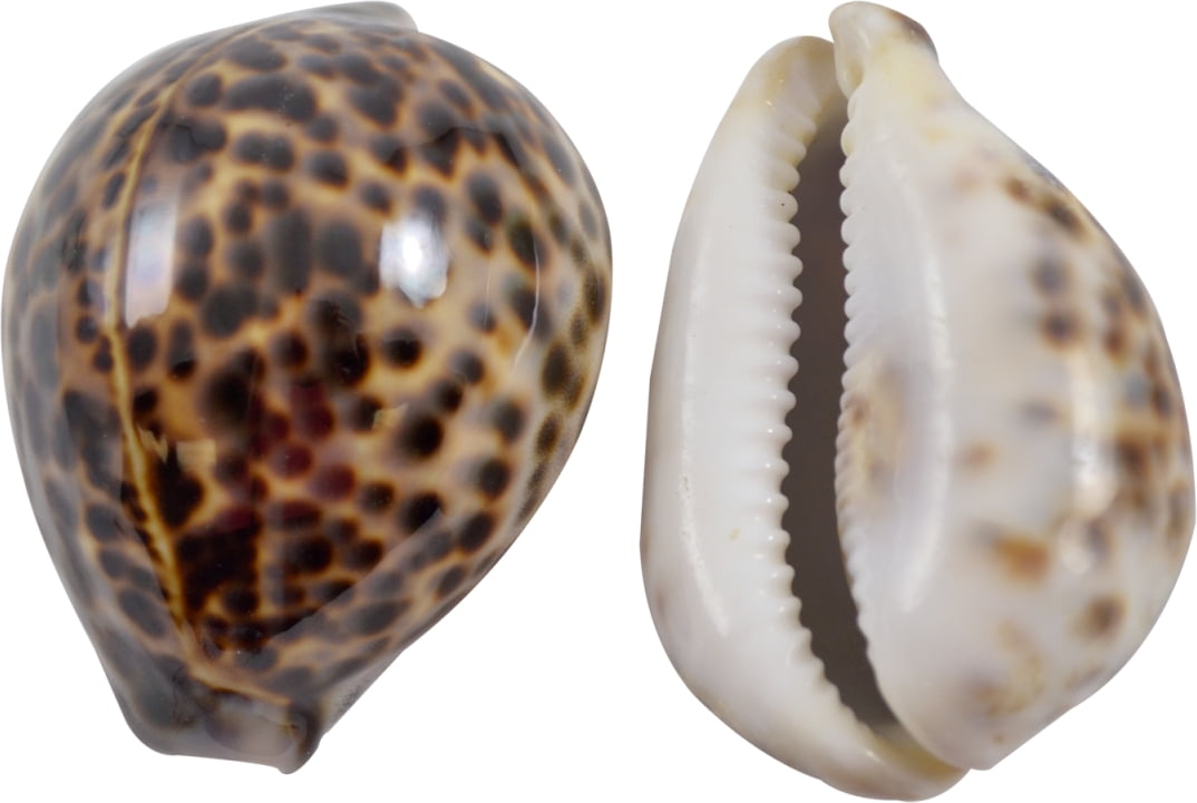 12 PCS TIGER COWRIE SEA SHELL SEWING 2 HOLE BUTTONS CRAFT #T-1088 