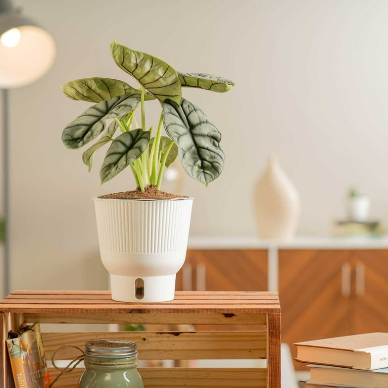 Costa Farms Live 8-10