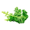 thumbnail image 2 of Kale orgánica Campo Vivo 100 g, 2 of 3