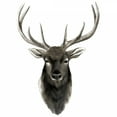 thumbnail image 2 of Popp, Grace 12x12 White Modern Wood Framed Museum Art Print Titled - Western Animal Study V, 2 of 4