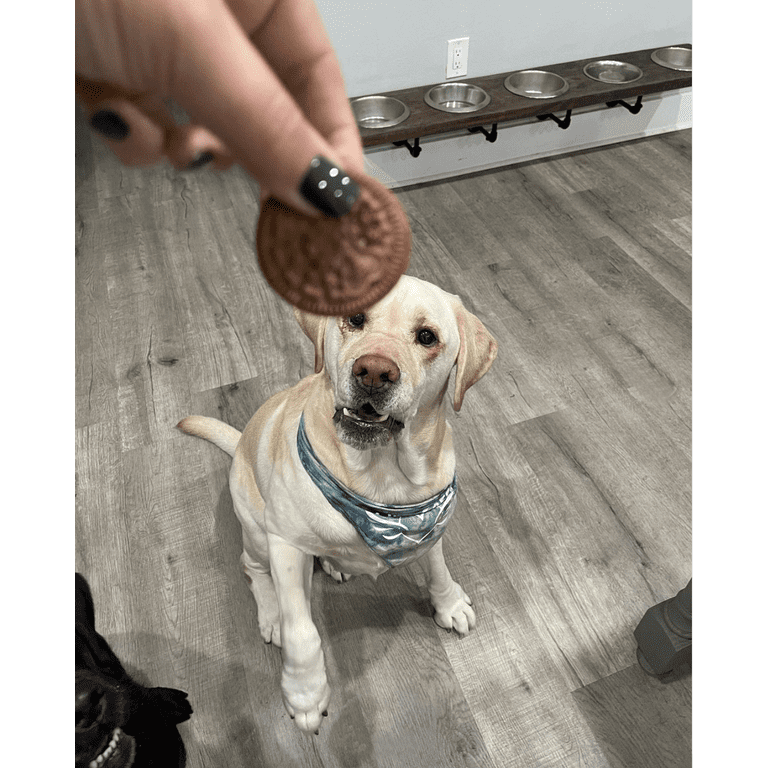 Paw-licking Picks: Dog Food Delights for Every Palate