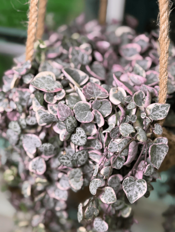 Variegated String of Hearts Plant Live for Planting, Trailing Hanging Succulent Plant for Indoor Outdoor in 4 Inch Pot
