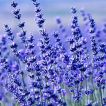 Hidcote Blue Lavender Seeds - 250 Mg Packet ~225 Seeds - Fragrant Herb & Flower Garden Seeds - Lavandula angustifolia