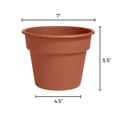 thumbnail image 6 of Bloem Dura Cotta Planter 6" Terra Cotta, 6 of 6