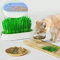 VIVIDCRAFT Hydroponic Cat Grass SoilFree Planter Grass Planting Hot